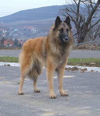 tipik